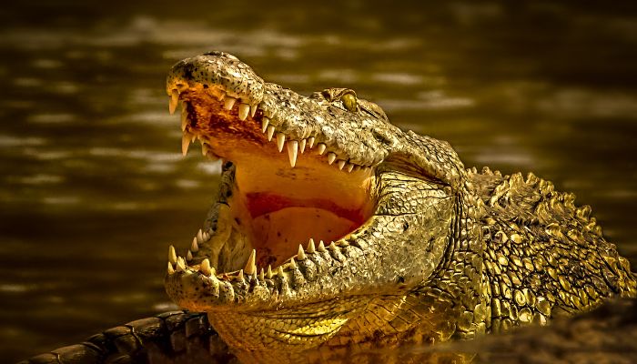 Cá sấu có ý nghĩa như thế nào